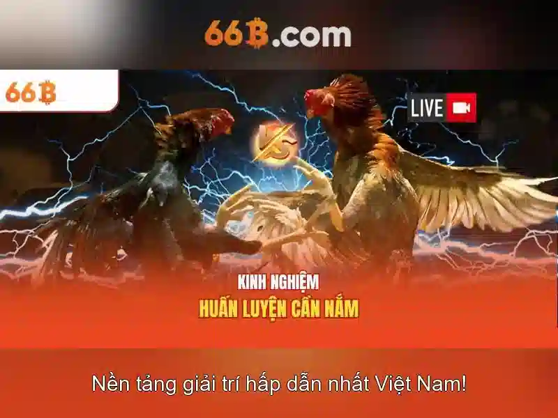 66b là gì?